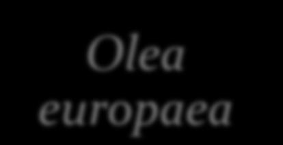Mediterraneo Olea europaea laperrinei