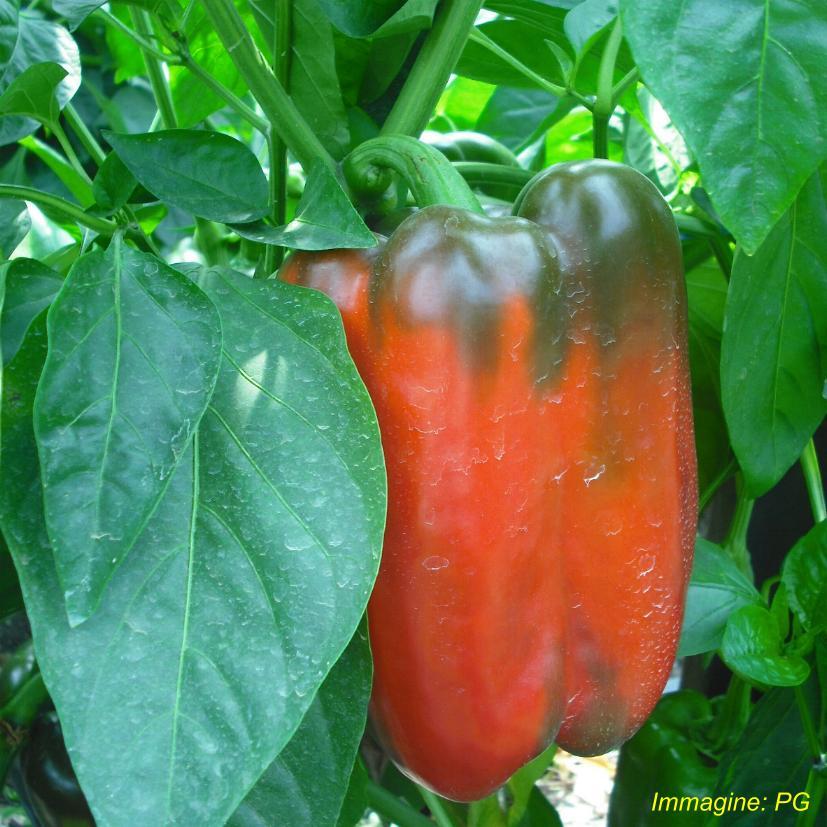 Famiglia: (Capsicum annuum Solanaceae Rhizoctonia sp (marciume del colletto La malattia si