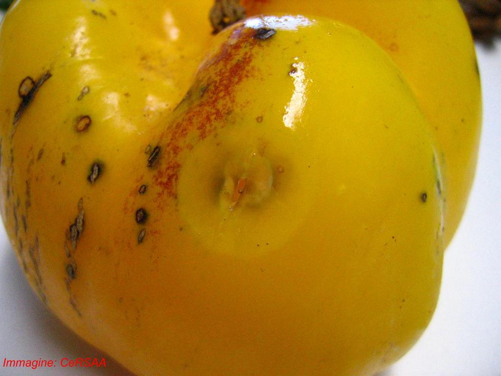 Erwinia carotovora (marciume batterico La patologia si manifesta soprattutto sui frutti Su questi, attraverso ferite di altra natura (piralide agen Si consiglia la