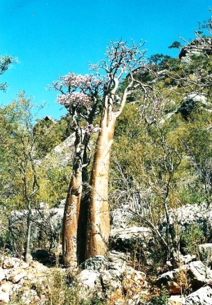 Sempre qui la natura pare raccontarci la sua storia e la sua vita di