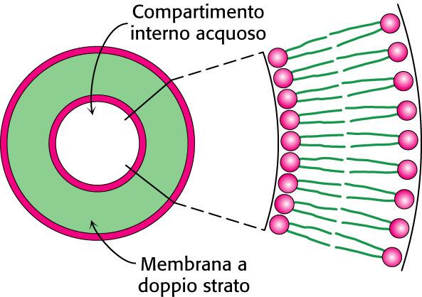 Lipidi anfipatici a due code formano