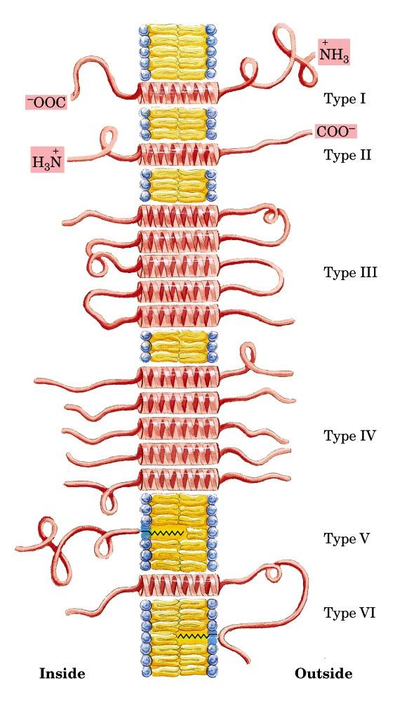 Proteine