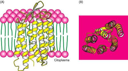 PROTEINA INTEGRALE con 7 α-eliche di membrana Dominio