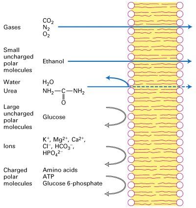 La membrana plasmatica