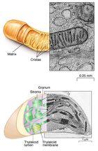 membrane interne e doppia membrana