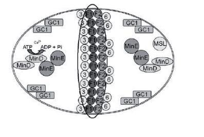 Working model della divisione plastidiale mostrante le proteine identificate fino ad oggi, la loro localizzazione le interazioni proteina-proteina.