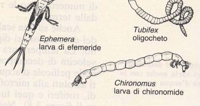 base al ruolo