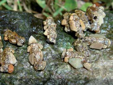 INSECTA TRICHOPTERA GOERIDAE Silo