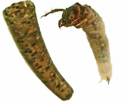 INSECTA TRICHOPTERA SERICOSTOMATIDAE Sericostoma pedemontanum McLachan Larva circa 12 mm; adulto fino a 29 mm Detrito organico Trituratore