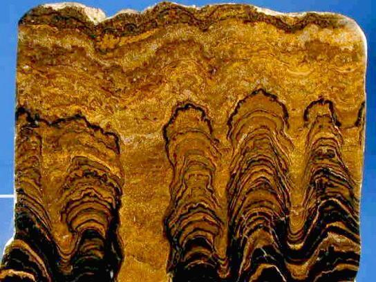 Stromatoliti in formazione
