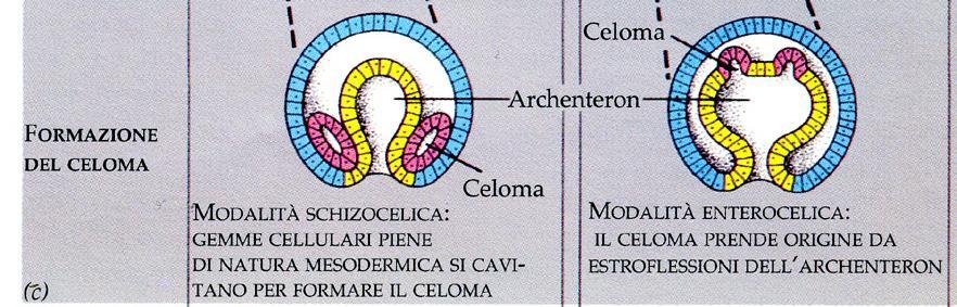 cavità corporea non delimitata da mesoderma ORGANISMI