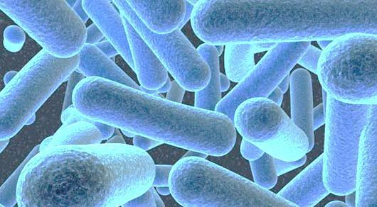 ANTIMICROBIAL EFFECTIVENESS THOROUGHLY TESTED Tipi di microrganismi testati (lista rappresentativa e non esaustiva) MICRORGANISMI TESTATI Evidenziati in grassetto i microrganismi limite pseudomonas