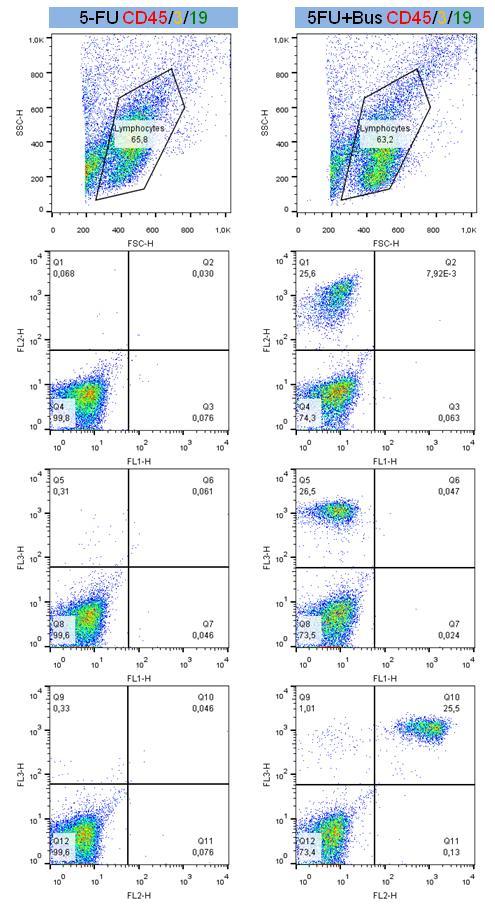 Fig. 3c 5FU CD45/3/19 Analisi Immunofenotipiche (25 weeks) sul sangue di un topo trattato con 5- FU in cui sono state iniettate cellule umane CD34+ hanno mostrato una positività trascurabile dei