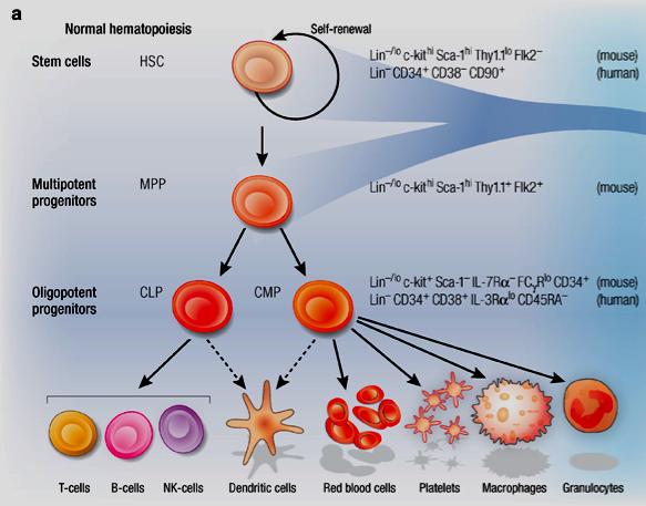 Fig.1 Differenziamento delle cellule staminali ematopoietiche (cfr.: Brenton T. T. et al.