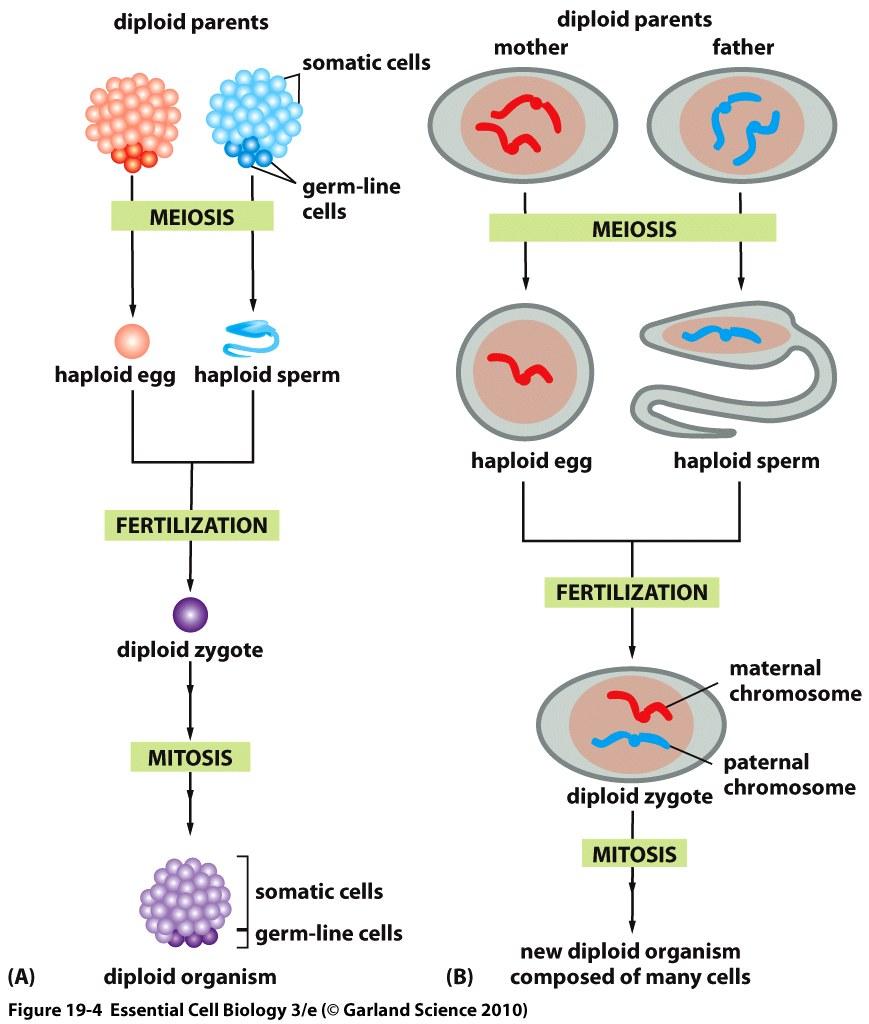 La meiosi comincia con la replicazione del DNA che porta al raddoppio del numero di cromosomi.