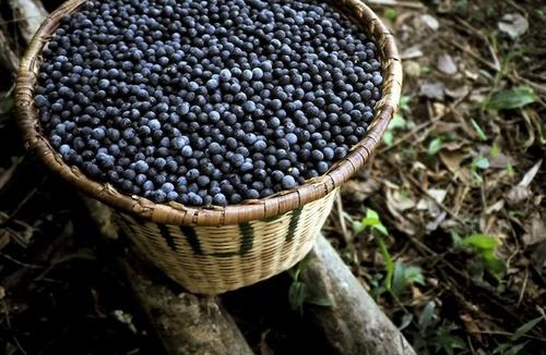 L esocarpo (la buccia) dei frutti maturi è di colore viola intenso, o verde, a seconda del tipo di açai e della sua maturità.