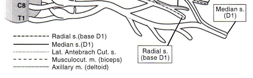 cutaneo laterale avambraccio, D radiale e