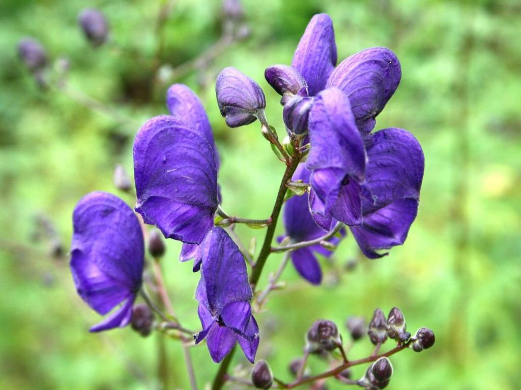 ACONITUM NAPELLUS famiglia delle Ranuncolaceae P o l