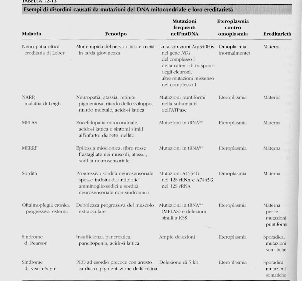 sindrome da deplezione del DNA mitocondriale (MDS) trasmissione delezioni del DNA