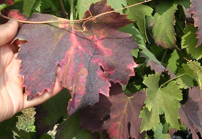 giallodorata Nei vitigni a bacca rossa la