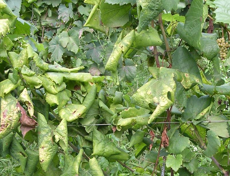 Sintomi su foglie La lamina è ispessita, a volte bollosa a