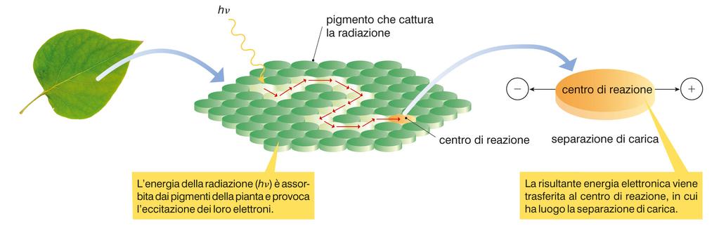 1. L importanza delle reazioni di ossido-riduzione L energia in gioco in queste due