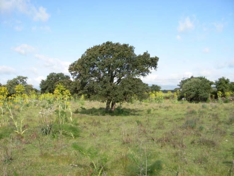 Problemi di conservazione oggi purtroppo è evidente che nei Meriagos il piano arboreo (alberi forestali) sta diventando largamente insufficiente ad assicurare gli obiettivi della conservazione la