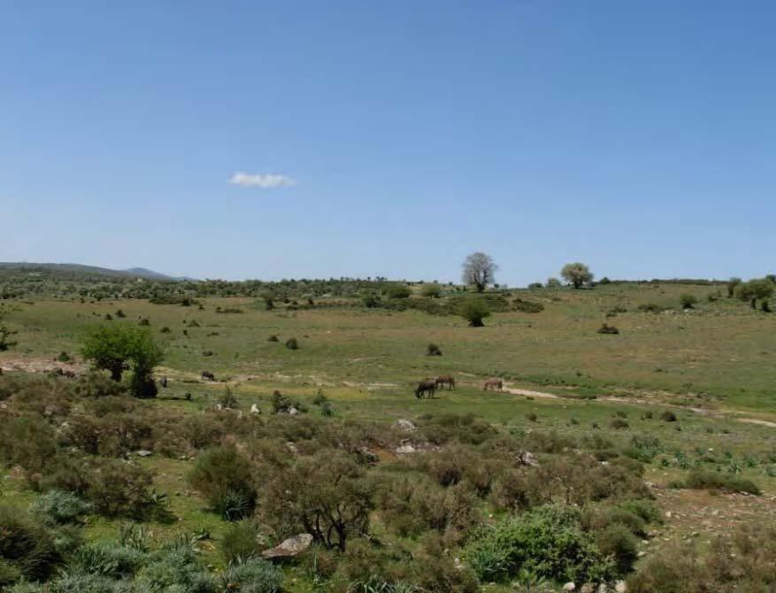 La prateria Una prateria cespugliata