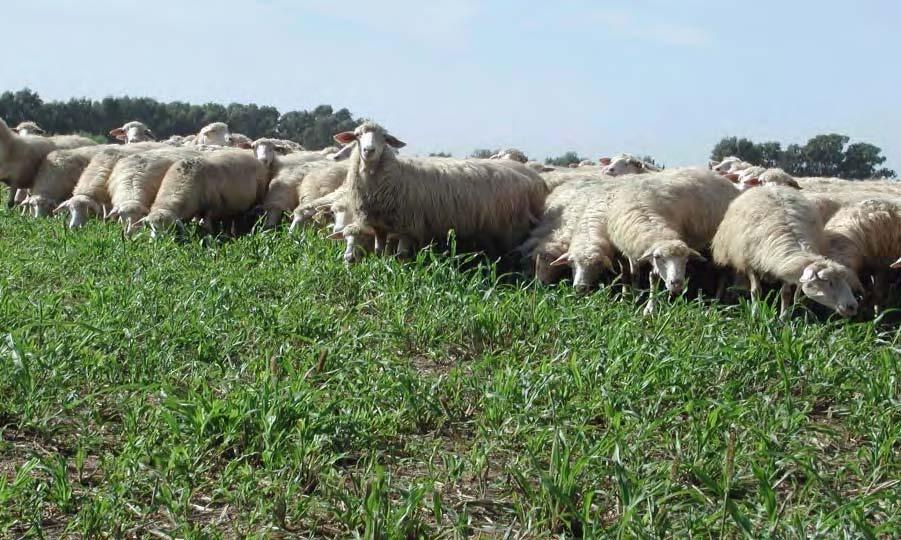 La prateria Di fatto in Sardegna le praterie sono in prevalenza di origine artificiale (antropogene) in quanto sono strutture ecologicamente