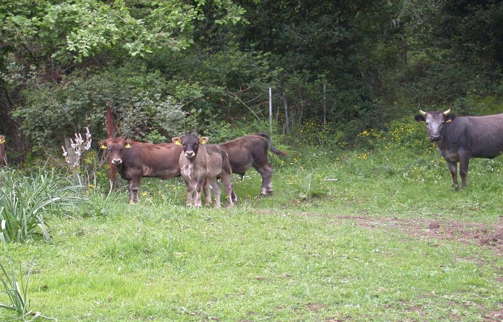 I bovini (soprattutto le razze rustiche) hanno un comportamento alimentare da