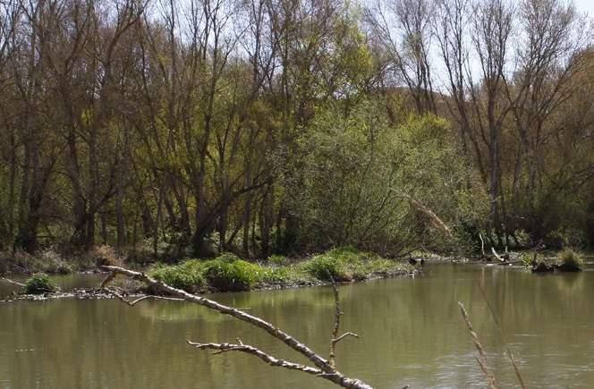 MEGAFORCE CATFISH Destinata alla pesca dei grossi Siluri nei fiumi e nei canali, la nuova Megaforce Catfish non teme il confronto con nessun altro prodotto analogo.