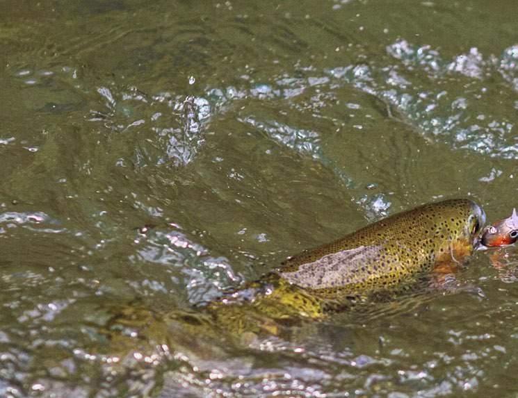 PRESSO AGS Semplicemente il top per la Trout Area!