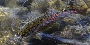 TROTA TORRENTE MEGAFORCE RIVER TROUT REGLABLE Modello per la pesca dei salmonidi nei fiumi e torrenti della nostra penisola, costruito in carbonio ad Alta Resistenza.