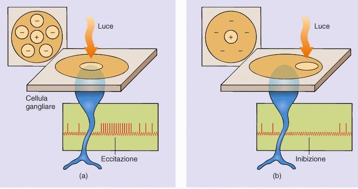 CELLULE GANGLIARI E CAMPI RECETTIVI Anche in completa oscurità, le cellule gangliari generano PA a bassa frequenza Questa attività è modulata dalle cellule bipolari Con la