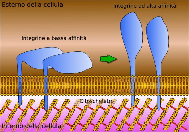 Ancoraggio Le integrine