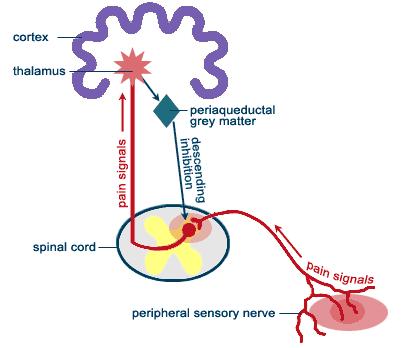 Tapentadolo Inibizione spinale pre/post-sinaptica oppioide mediata Riduce i messaggi ascendenti del dolore 1 2 Inibizione sovraspinale oppioide mediata