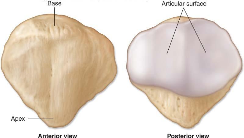ROTULA Posteriormente, la superficie della rotula è coperta da cartilagine articolare la quale può essere alta fino a 10 mm,