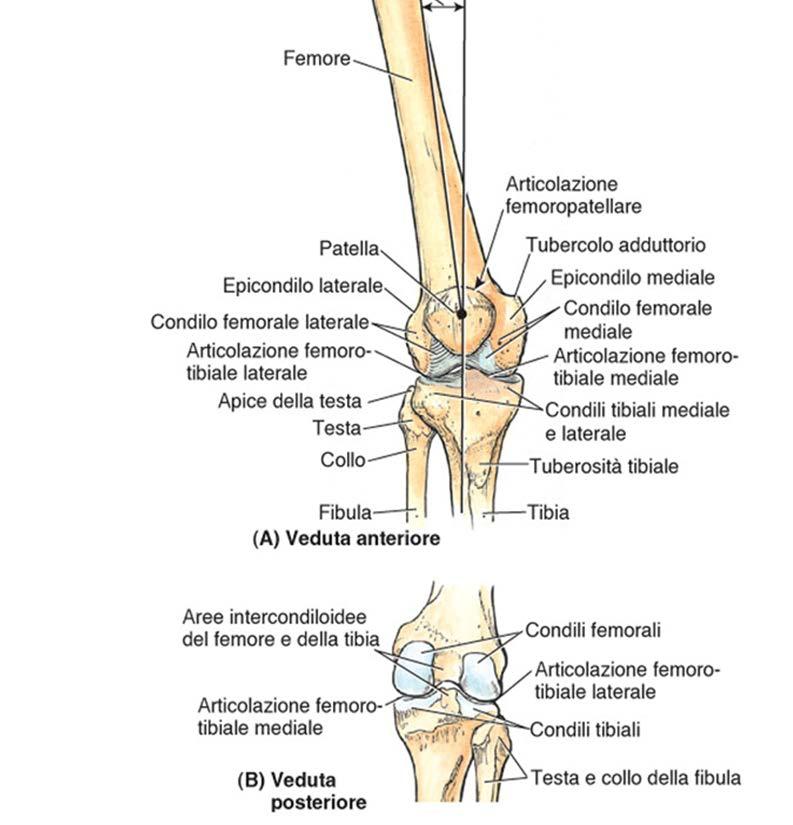 2 ARTICOLAZIONI: Articolazione FEMORO-TIBIALE