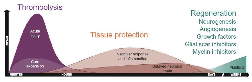 Obiettivi In patients experiencing a typical large vessel acute ischemic stroke, 120 million neurons, 830 billion synapses, and 714 km (447 miles) of myelinated fibers are lost each hour.