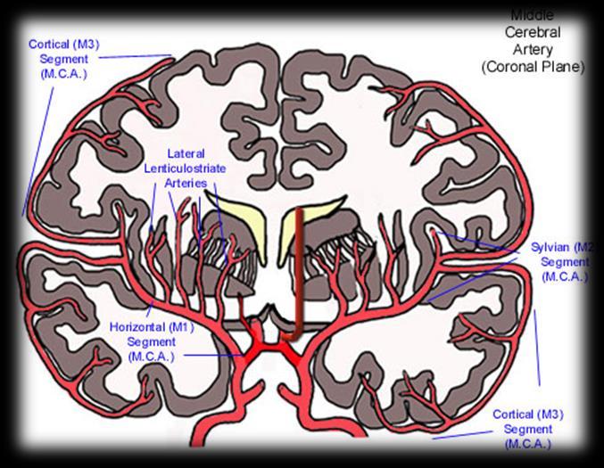 THE BASIC INTERACTING COMPONENTS OF ACUTE NEOPALLIAL ISCHEMIA Pial collaterals