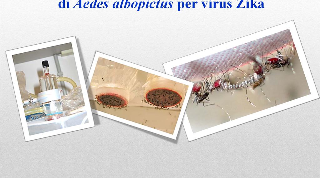 Studi di competenza vettoriale di Aedes albopictus per virus Zika Dr.
