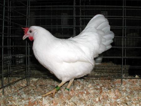 Effetti dei polifenoli e degli acidi grassi a corta-media catena nell alimentazione del pollo da carne e nelle ovaiole Giovedì 6 ottobre