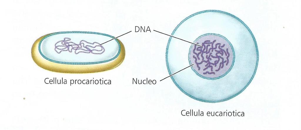 Le prime cellule che «videro» il mondo: i Procarioti Dalle prime protocellule si evolvettero verosimilmente i primi Procarioti Nelle prime cellule il materiale genetico era disperso nel citoplasma,