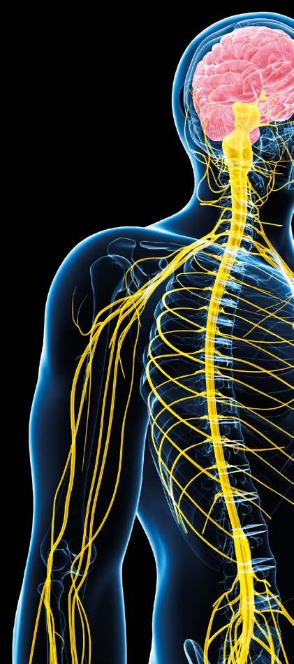 TERAPIA NEURALE La Terapia Neurale, conosciuta anche come Neuralterapia, è un metodo diagnostico e terapeutico che utilizza gli anestetici locali per promuovere la riorganizzazione funzionale del