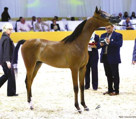 HalimaShah Le Soleil è una figlia di Laheeb Al Nasser, Le Soleil ha già