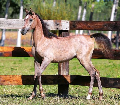 The first is Laheeba Le Solei, currently a broodmare in our farm, successively Marwel Le Soleil was born from Marwan Al