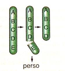 traslocazione inversione modifica del numero dei cromosomi b)