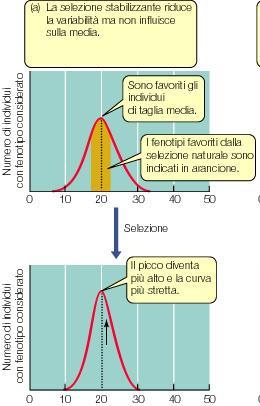 Speciazione divergente MECCANISMI DI ISOLAMENTO RIPRODUTTIVO: GEOGRAFICO ECOLOGICO