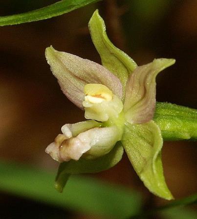 wikipedia.org Catasetum sp.