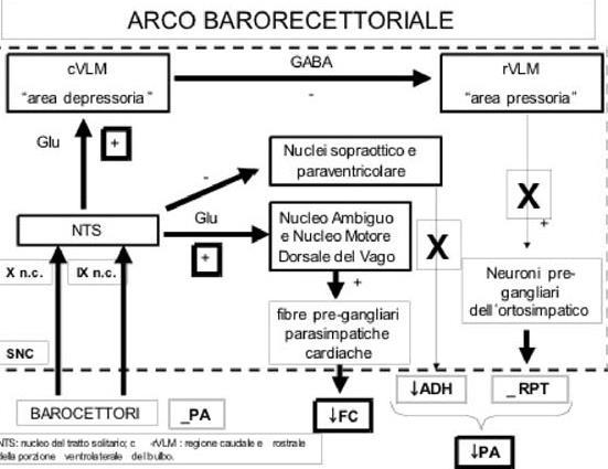 Basi fisiologiche del controllo dell apparato cardiovascolare Le modificazioni della pressione arteriosa sono legate da un lato alla quantità di volume ematico circolante e dall altro dalla gittata